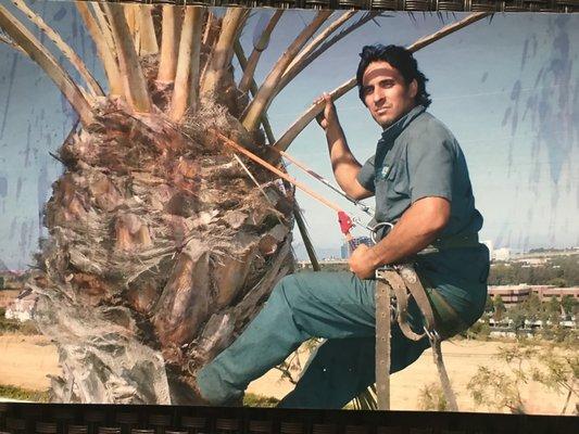 Budget tree & shrub service