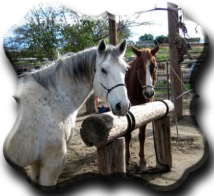 Equine Veterinary and Podiatry Services