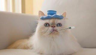 Affordable Feline Happiness