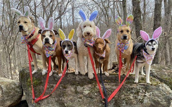 Pawsome Adventures NH