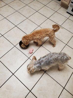 Groomom Dog Boarding