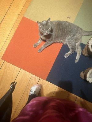 Happy Pets Pet Sitting Services