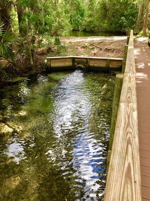 Welaka State Park - Mud Springs