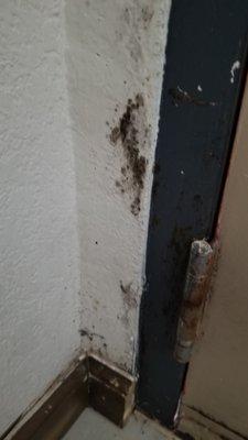 Mold around the door frame