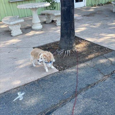 Scoutie's getting ready for another adventure @ wondrous MacArthur Park
