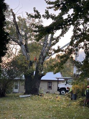 GA Tree and Yard Service