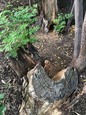 Normantorr Tree Service