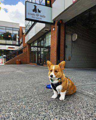 My boy Carl after his first grooming experience!