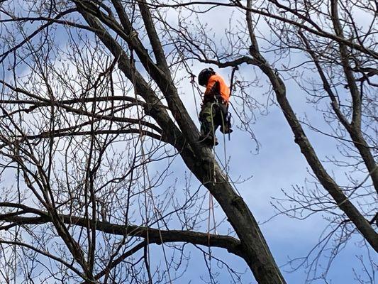 Monster Tree Service of Fort Wayne