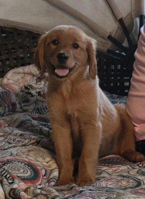 Golden Retrievers of America