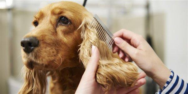 Ventura County Mobile Dog Grooming