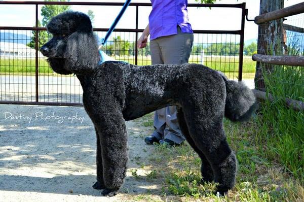 Paws Here Pet Styling