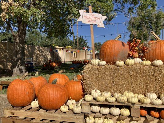The Pumpkin Patch