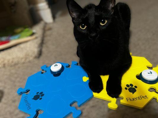 The Orange Leash SYR