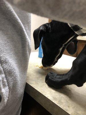 Yukon Veterinary Hospital