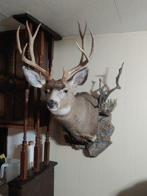 Trails West Taxidermy