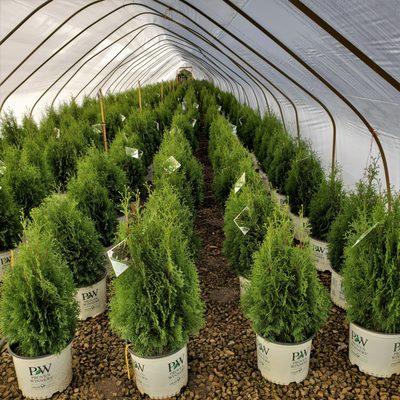 Medford Nursery