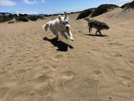 Best Buddy Dog Walks