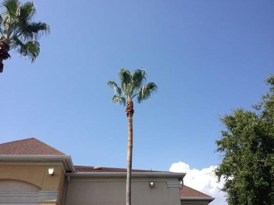 Precision Tree Services