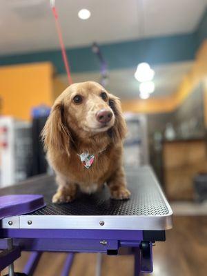 Solano's Ultimutt Grooming