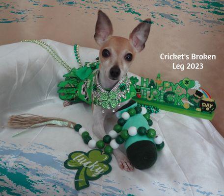 Cricket's broken leg after surgery healing nicely.
