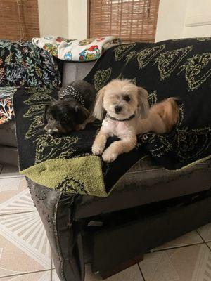 Galaviz Pet Grooming