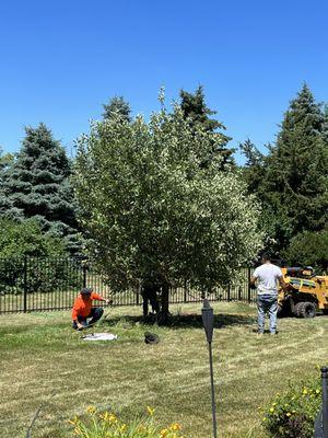 Corrected apple tree