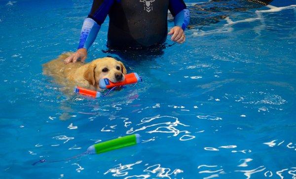 1st Indoor, Year round, Doggie Swimming Pool on Cape Cod- Open June 2017