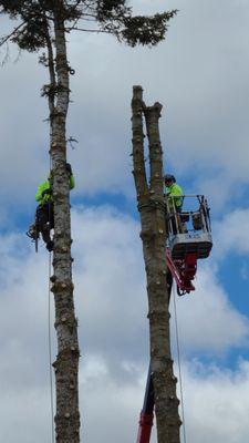 Treescapes