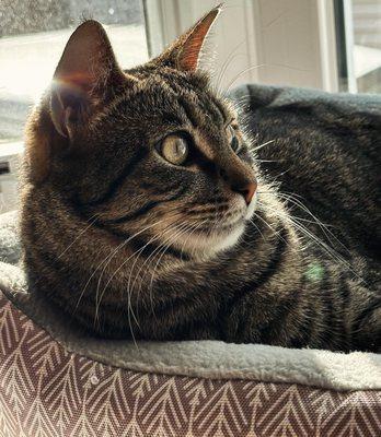 Branford Compassion Club