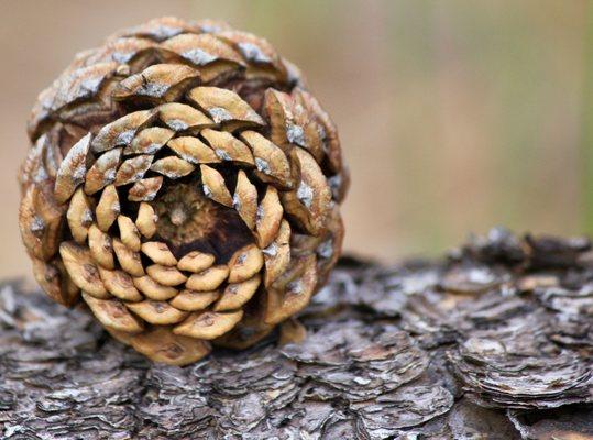 Fat Toe Adventure Company