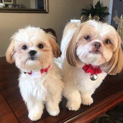 Groomed pups