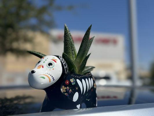 Ceramic day of the dead dog with Aloe plant