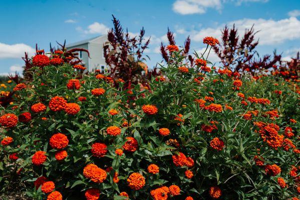 Riverbend Flower Farm