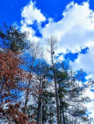 RKC Tree And Landscape Services