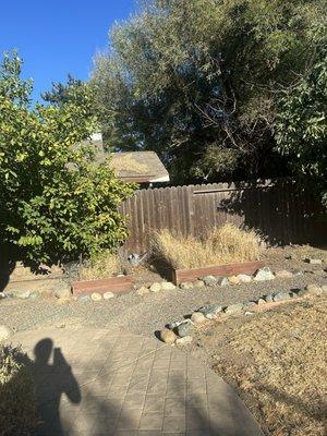 Foxtails they claimed had already been taken care of, and a completely dead lawn