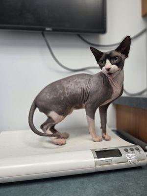 Grizz, my Sphynx cat.