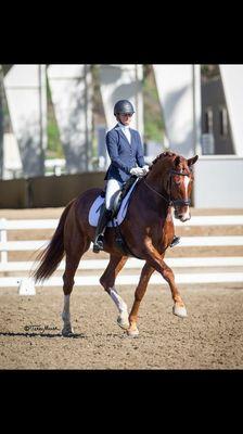Young 6 year old horse in competition with Marie Medosi