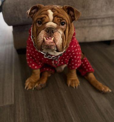 Aspen Animal Hospital