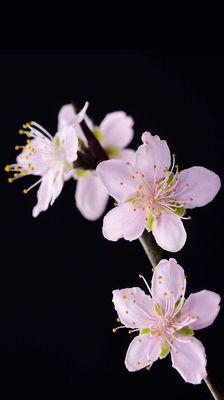 Surrey Place Apartments