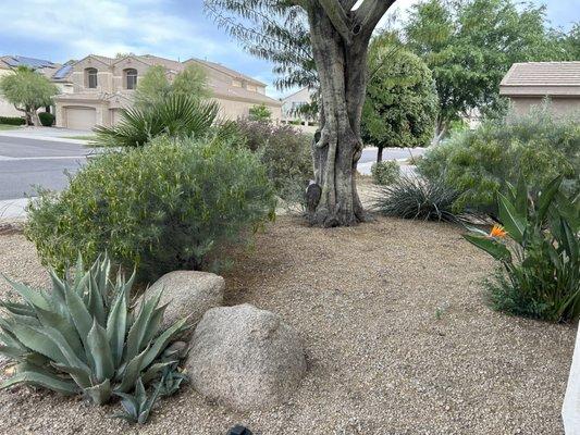 Praying Mantis Landscaping