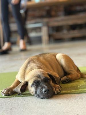 Deviant Wolfe Brewing