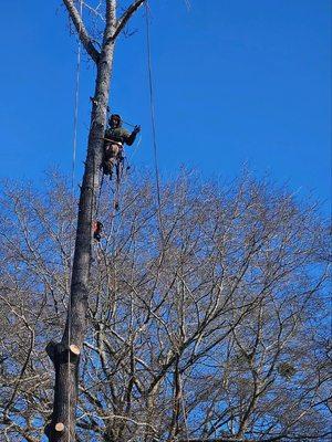 Franco Tree Service