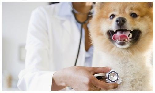 Tipton Veterinary Services