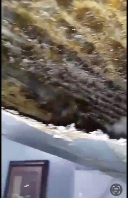 3 Queens Bee Removal