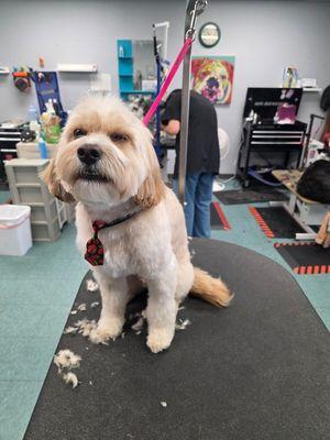 Furry Friends Grooming