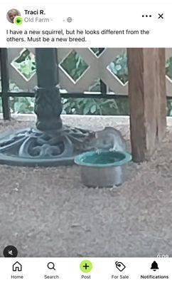 Fox Point In Old Farm