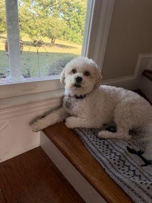 Pat's Grooming & Boarding Kennel