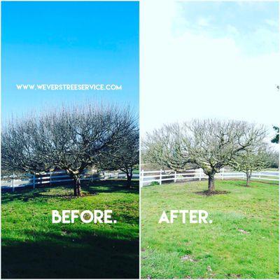 Wever's Tree Service