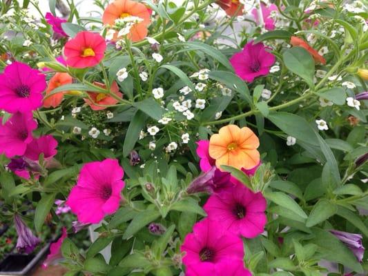 Proper's Florist & Greenhouse